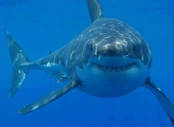 Mơ thấy cá mập nên đánh con gì, số mấy?